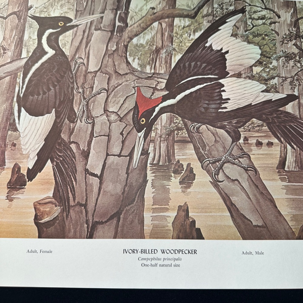 Rex Brasher Ivory Billed Woodpecker Bird Vtg Original Book Plate Wall Art Decor